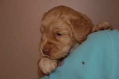 Picture of Australian Labradoodle