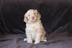 Picture of Australian Labradoodle