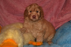 Picture of Australian Labradoodle