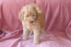 Picture of Australian Labradoodle