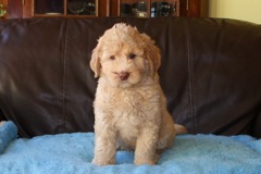 Picture of Australian Labradoodle