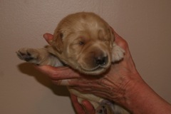 Picture of Australian Labradoodle