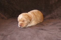 Picture of Australian Labradoodle