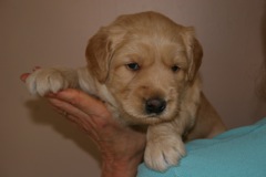 Picture of Australian Labradoodle