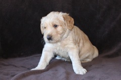 Picture of Australian Labradoodle