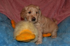 Picture of Australian Labradoodle