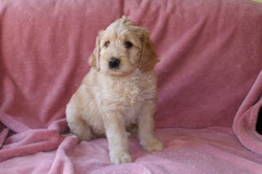 Picture of Australian Labradoodle