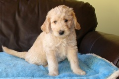 Picture of Australian Labradoodle