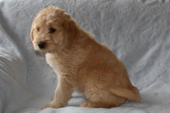 Picture of Australian Labradoodle