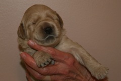 Picture of Australian Labradoodle