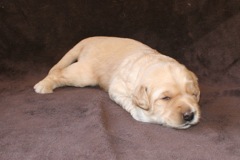 Picture of Australian Labradoodle
