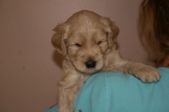 Picture of Australian Labradoodle