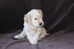 Picture of Australian Labradoodle