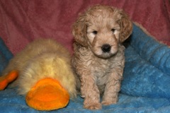 Picture of Australian Labradoodle