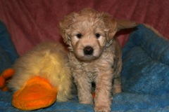 Red Girl, 4lb 10oz<br>
 