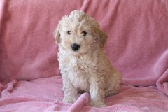 Yellow Boy, week 7, 6lb 12 oz<br>Available Now
 