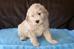 Yellow Boy, week 8, 7lb 9oz<br>Available Now
 