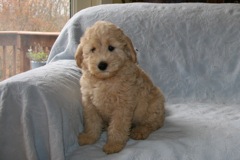 Yellow Boy, week 9, 8lb 7oz<br>Available Now
 