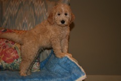 Yellow Boy, week 10, 10lb<br>Available Now
 