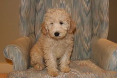 Yellow Boy, week 12, 11lb 10oz<br>Adopted By A North Carolina Family
 