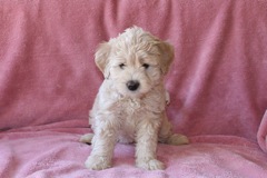 Red Girl, week 7, 5lb 1oz<br>Available Now
 