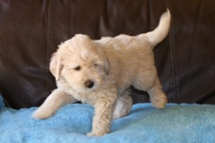 Red Girl, week 8, 5lb 8oz<br>Available Now
 