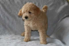 Red Girl, week 9, 6lb 14oz <br>Adopted By A Connecticut Family
 