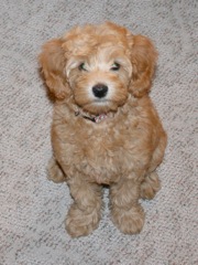 Roxie<br>
 