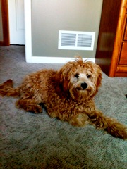 Roxie<br>
 