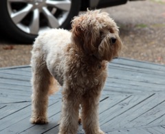 Roxie<br>
 