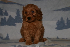 Picture of Australian Labradoodle