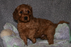 Picture of Australian Labradoodle