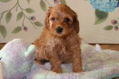 Picture of Australian Labradoodle