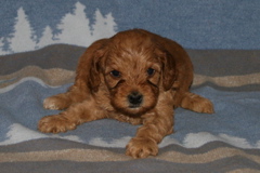 Picture of Australian Labradoodle