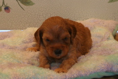 Picture of Australian Labradoodle