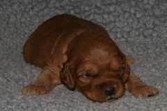 Picture of Australian Labradoodle