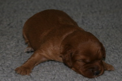 Picture of Australian Labradoodle
