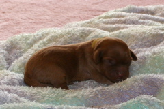 Picture of Australian Labradoodle