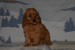 Picture of Australian Labradoodle