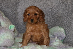 Picture of Australian Labradoodle