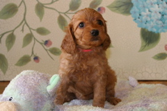 Picture of Australian Labradoodle