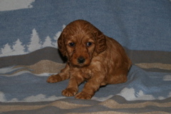 Picture of Australian Labradoodle