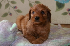 Picture of Australian Labradoodle