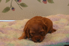 Picture of Australian Labradoodle