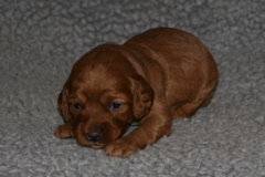 Picture of Australian Labradoodle