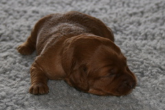 Picture of Australian Labradoodle