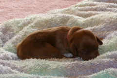 Picture of Australian Labradoodle