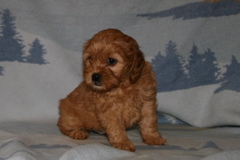 Picture of Australian Labradoodle