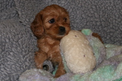Picture of Australian Labradoodle
