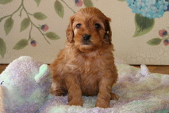 Picture of Australian Labradoodle